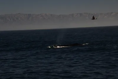 DSC_6652 (Large).JPG